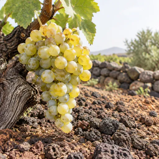 Volcanic Vintages: The New-Wave Winemakers Rewriting Canary Islands Malvasía